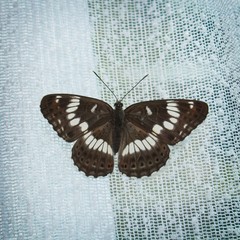 Limenitis glorifica