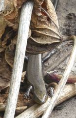 Chalcides sexlineatus