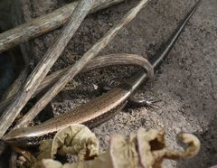 Chalcides sexlineatus