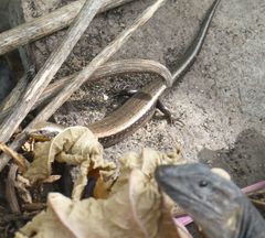 Chalcides sexlineatus