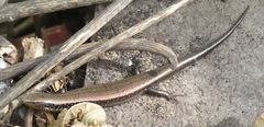 Chalcides sexlineatus
