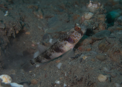 Vanderhorstia papilio