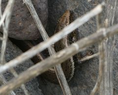 Chalcides sexlineatus