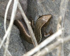 Chalcides sexlineatus