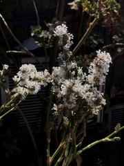 Callisia fragrans