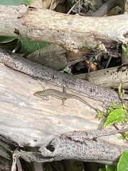 Trachylepis depressa