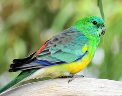 Red-Rumped Parrot photo 6