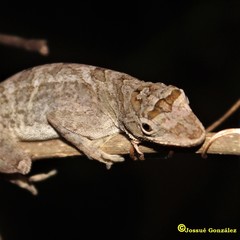 Anolis serranoi