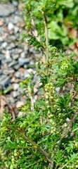 Lepidium didymum
