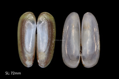 Cultellus attenuatus