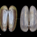 Cultellus attenuatus - Photo (c) Doyeon Kim, algunos derechos reservados (CC BY-NC), subido por Doyeon Kim
