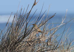 Cisticola cherina