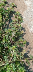 Lepidium didymum