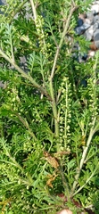 Lepidium didymum