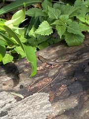 Trachylepis depressa