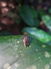 Euphyllodromia angustata