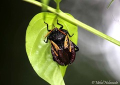 Oncomeris flavicornis