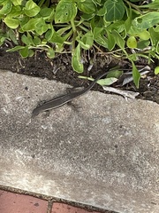 Trachylepis depressa