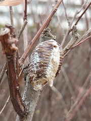 Hierodula patellifera patellifera
