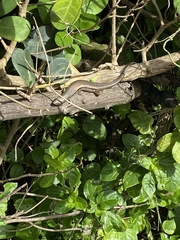 Trachylepis depressa