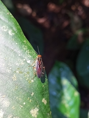 Euphyllodromia angustata