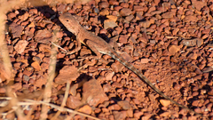 Ctenophorus caudicinctus