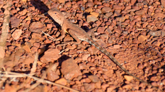 Ctenophorus caudicinctus