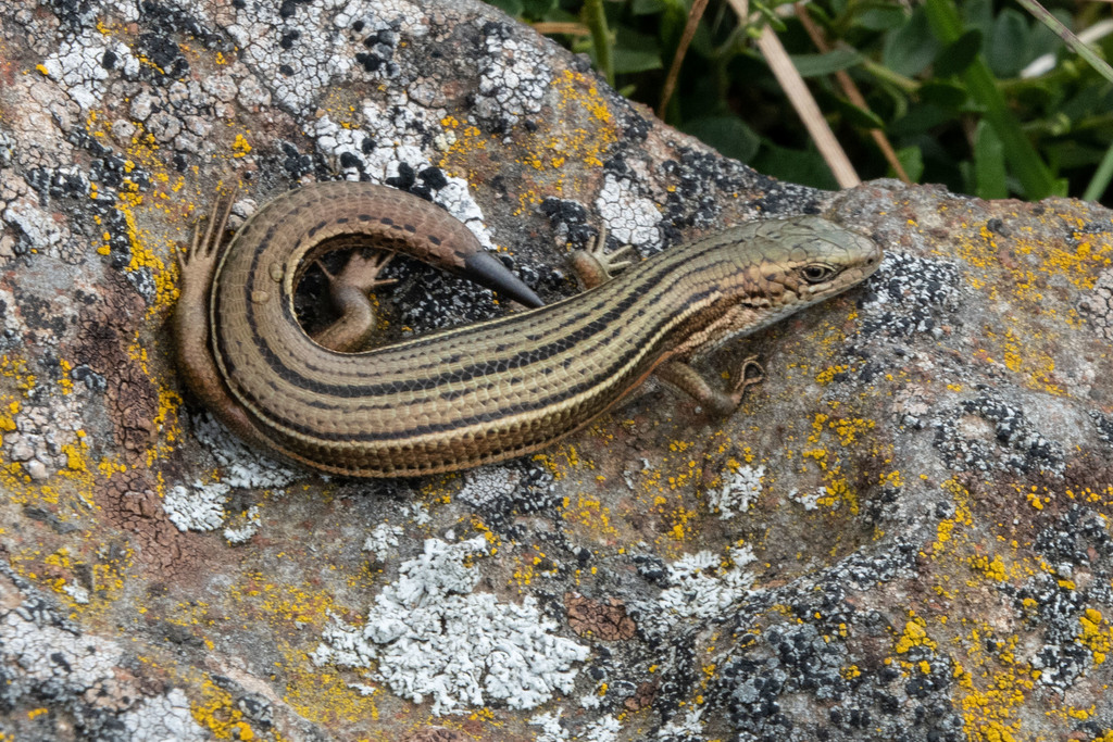Southern Grass Tussock Skink