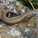 Tussock Skink - Photo (c) Euan Moore, some rights reserved (CC BY-NC), uploaded by Euan Moore