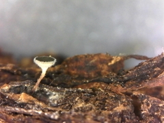 Martininia panamaensis