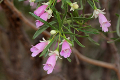 Eremophila sturtii