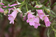 Eremophila sturtii