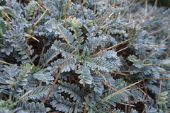 Astragalus tragacantha