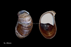 Crepidula onyx