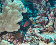 Pseudocheilinus octotaenia