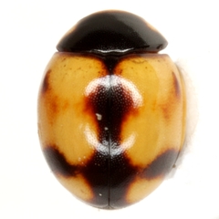 Brachiacantha bollii