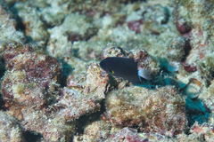 Pycnochromis leucurus
