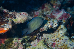 Plectroglyphidodon johnstonianus