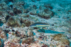 Pseudojuloides cerasinus