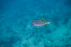 Xanthichthys auromarginatus