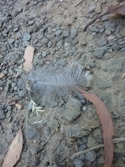 Gymnorhina tibicen