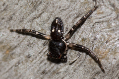 Tharpyna campestrata