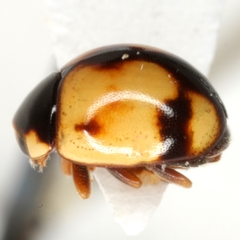 Brachiacantha bollii