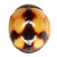 Brachiacantha bollii