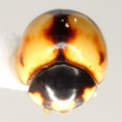 Brachiacantha bollii