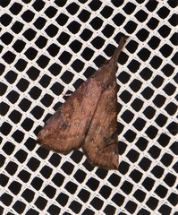 Hypena subvittalis