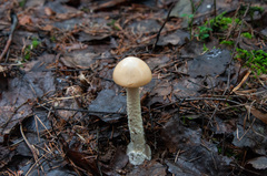 Amanita flavescens