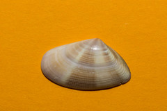 Donax semistriatus