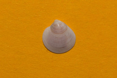 Dosinia lupinus