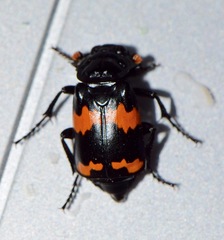 Nicrophorus mexicanus